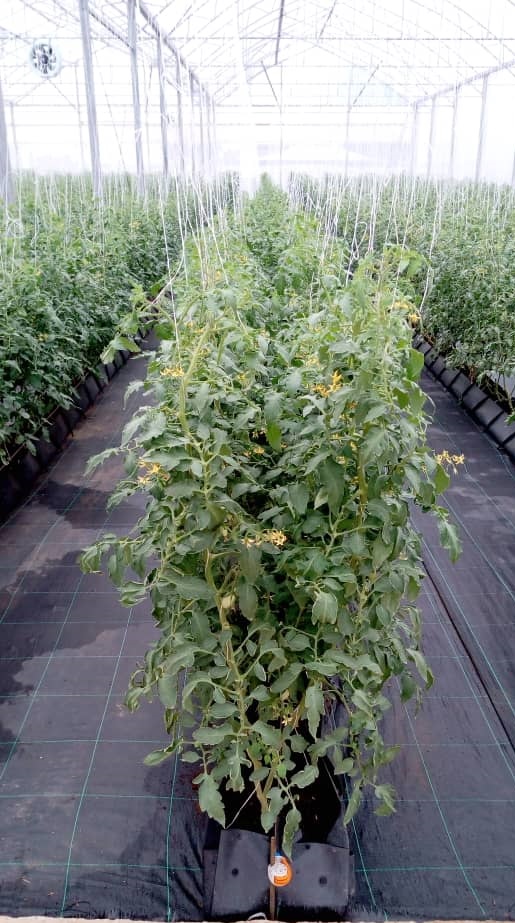 tomato plant
